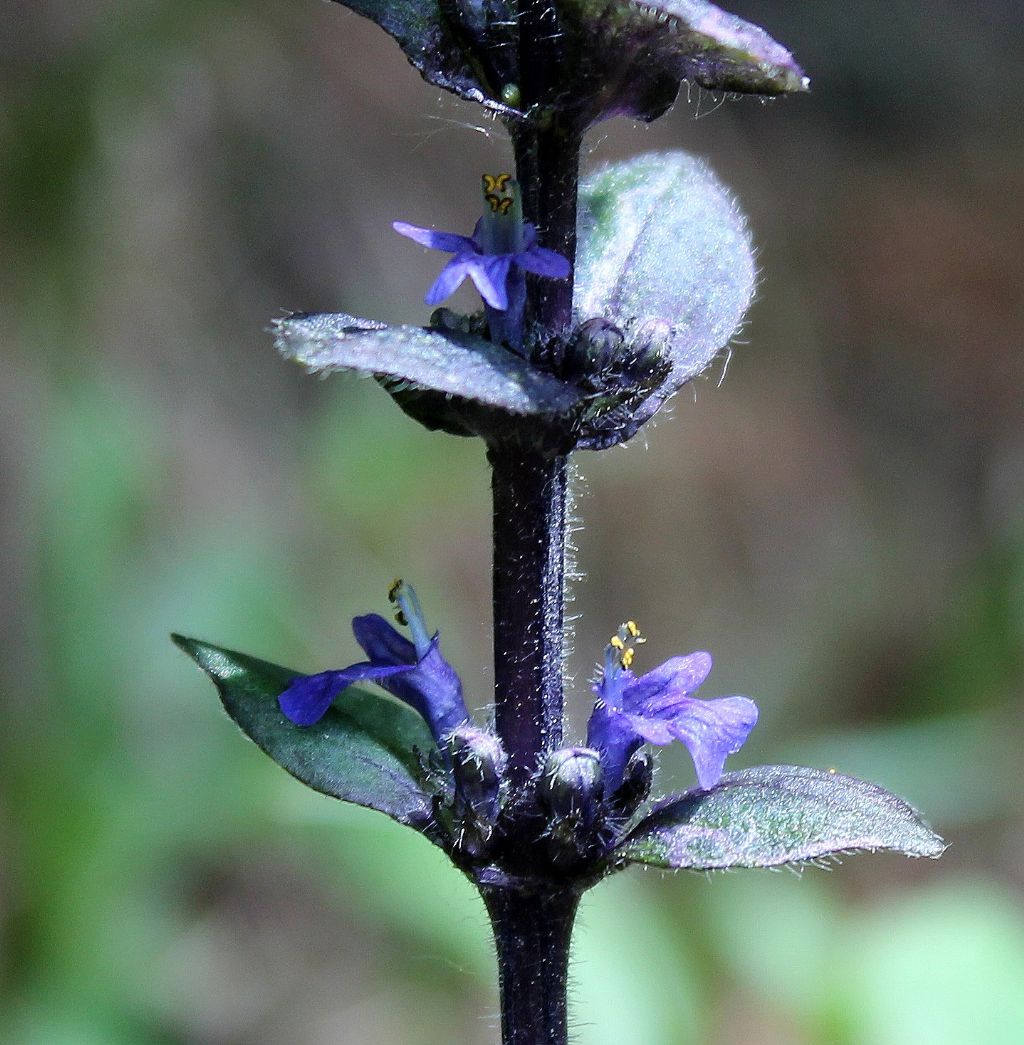 Ajuga reptans